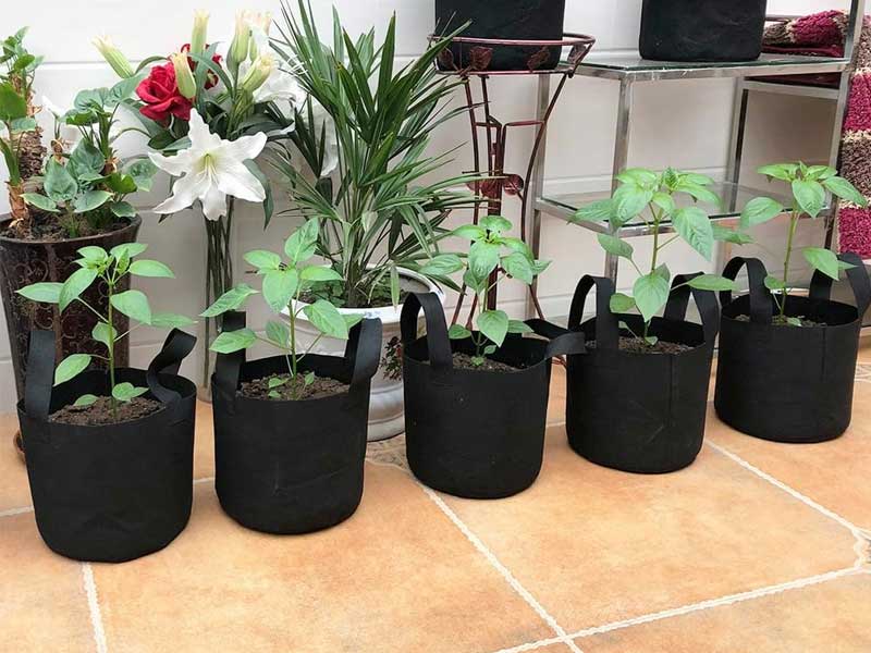 JERIA 10 Gallon Grow Bags That Keep Container Gardening Flexible and Predictable