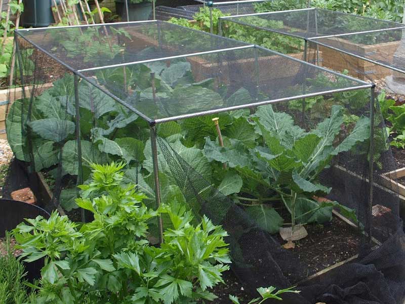 Why Junkogo Bird Netting for Garden Protection Fits Real Backyard Challenges